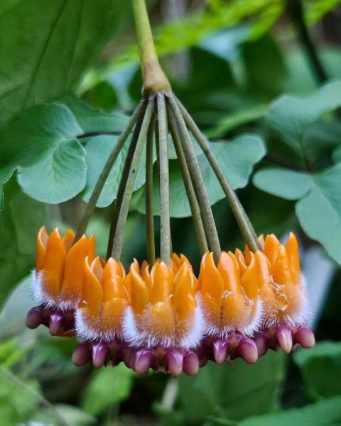 Hoya lasiantha