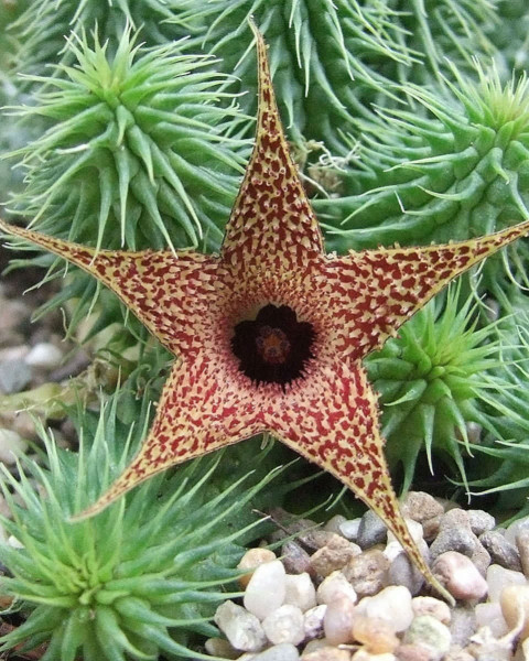 Huernia