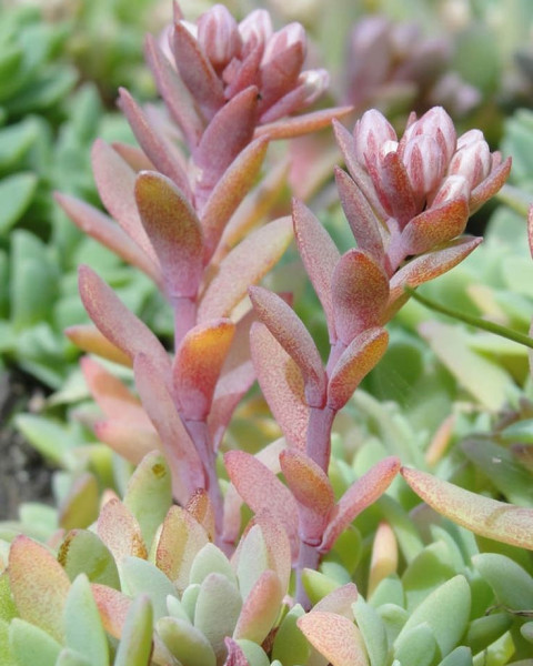 Hylotelephium cyaneum