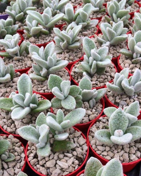 Kalanchoe eriophylla