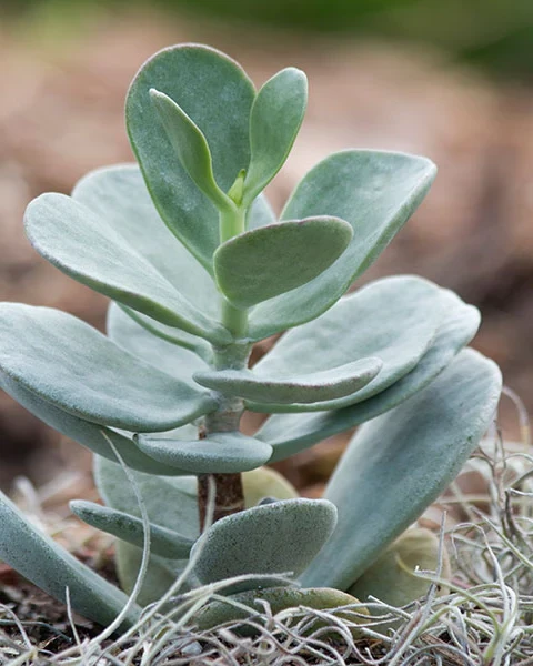 Kalanchoe farinacea