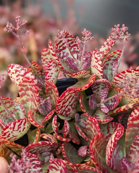 Kalanchoe humilis