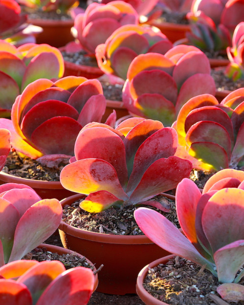 Kalanchoe luciae