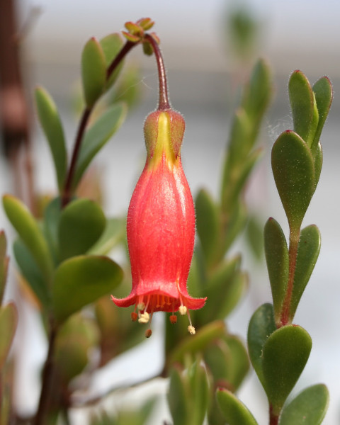 Kalanchoe manginii