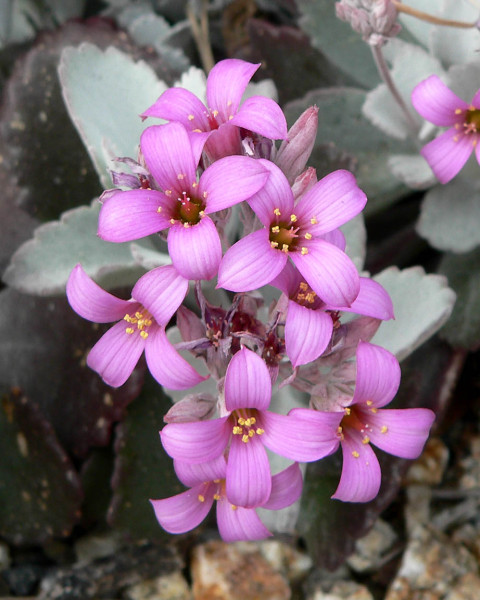 Kalanchoe pumila