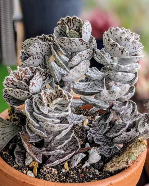 Kalanchoe rhombopilosa