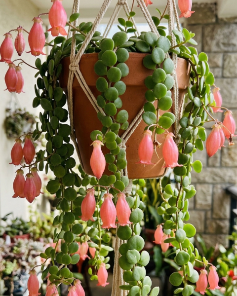 Kalanchoe uniflora