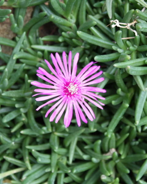 Lampranthus