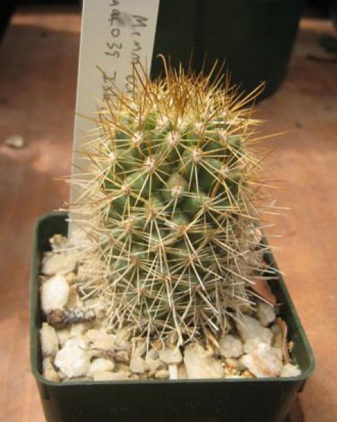 Mammillaria Cerralboa