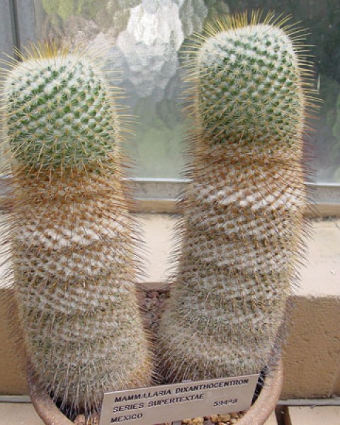 Mammillaria Dixanthocentron