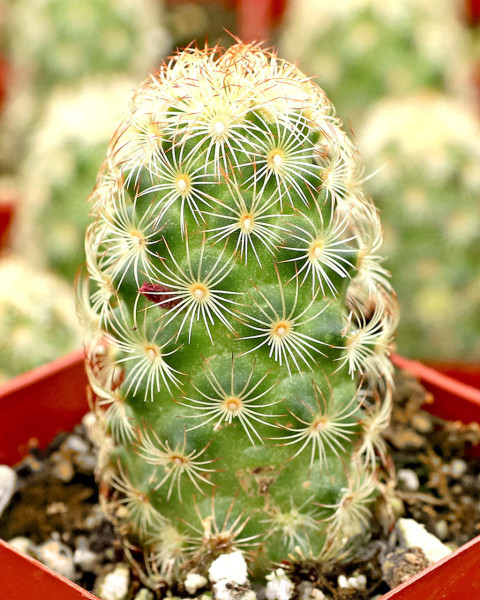 Mammillaria elongata