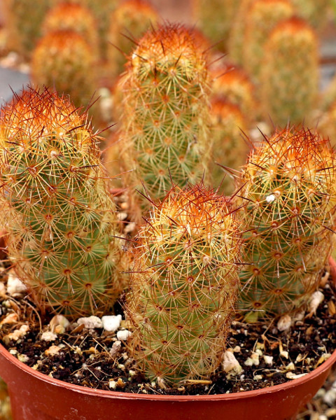 Mammillaria elongata 'Copper King'