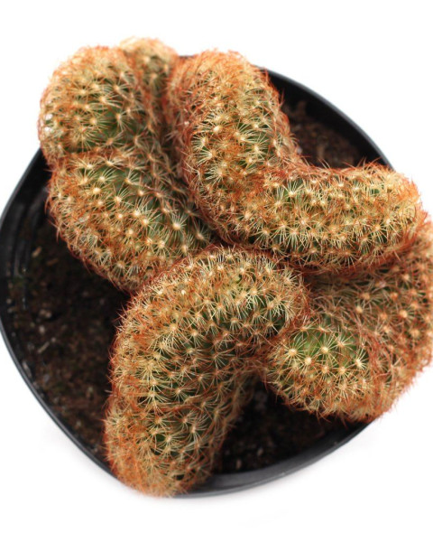 Mammillaria elongata 'Copper King' cristata