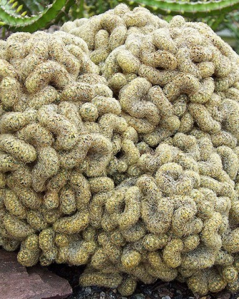 Mammillaria elongata 'Cristata'