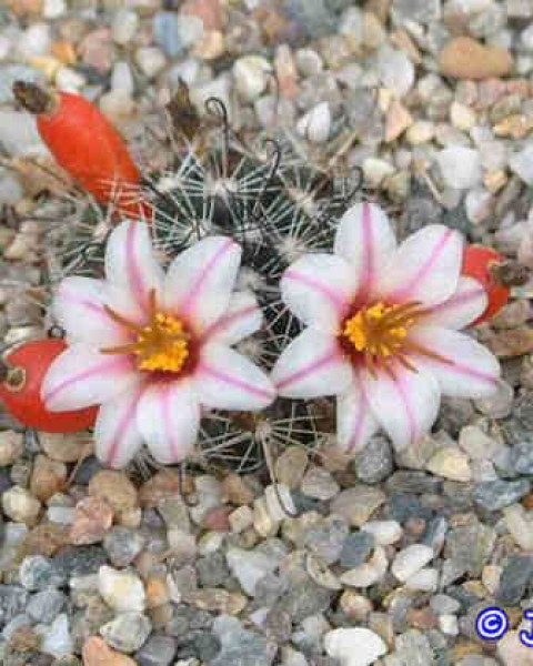 Mammillaria Goodridgei