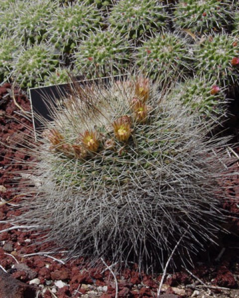 Mammillaria Grusonii