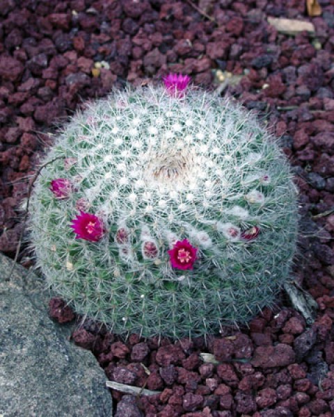 Mammillaria Hahniana
