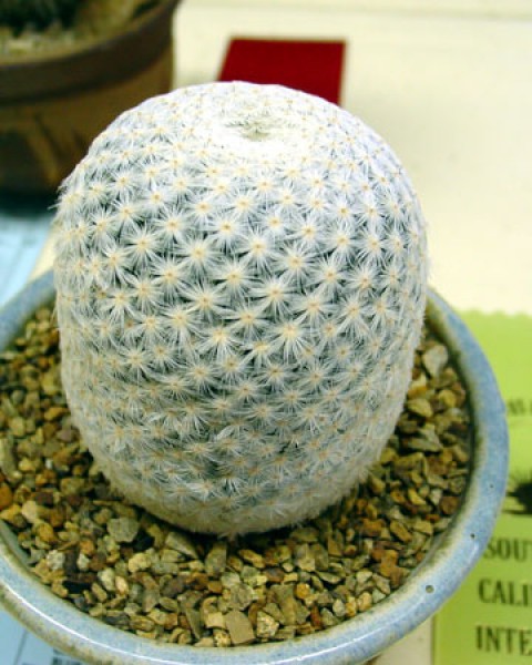 Mammillaria Herrerae