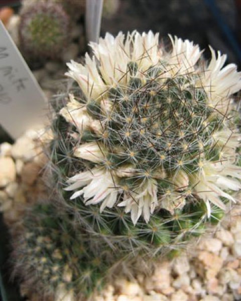 Mammillaria Picta