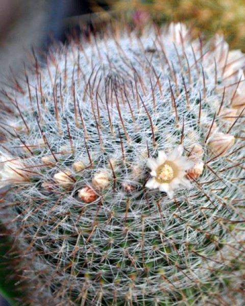 Mammillaria Wiesingeri