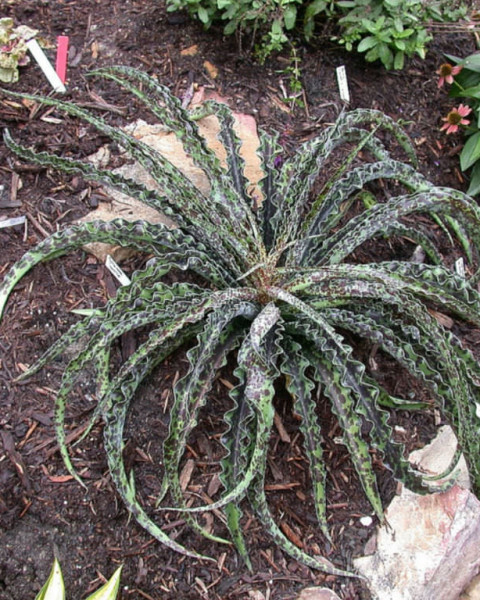 Manfreda undulata 'Chocolate Chips'