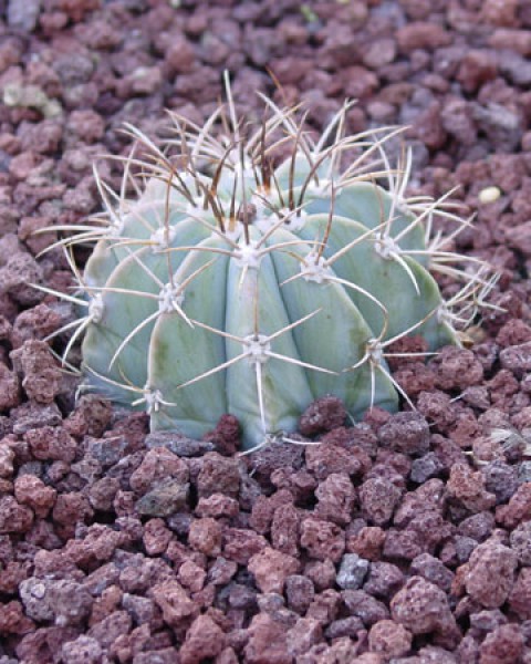 Melocactus Azureus