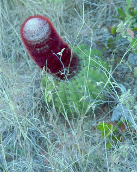 Melocactus Intortus