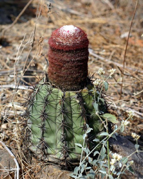 Melocactus Peruvianus