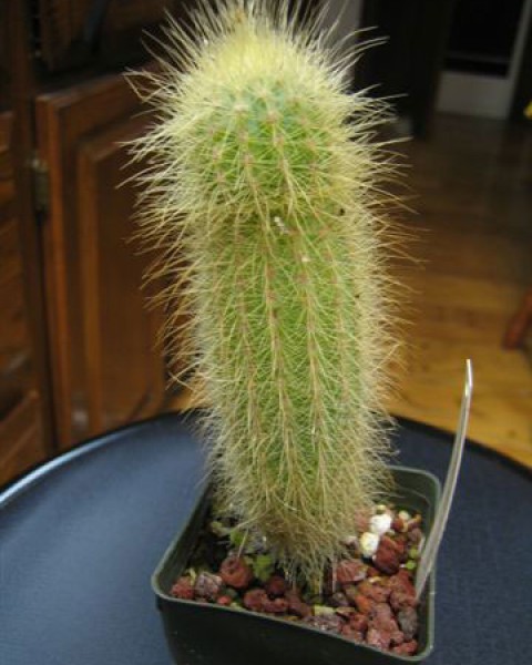 Micranthocereus Streckeri