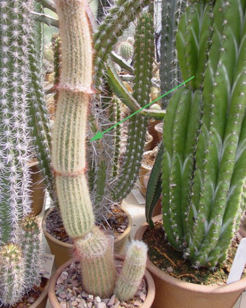 Micranthocereus Violaciflorus