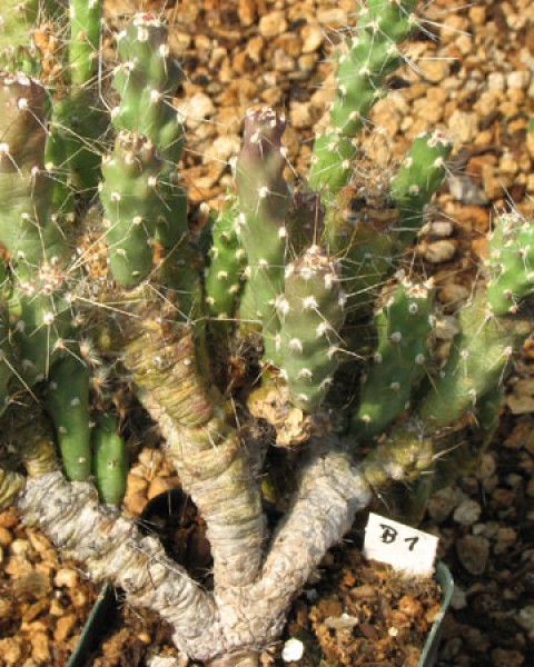 Micropuntia barkleyana