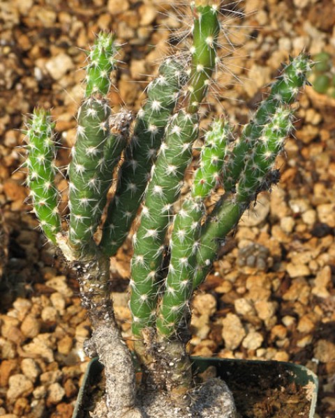 Micropuntia gracilicylindrica