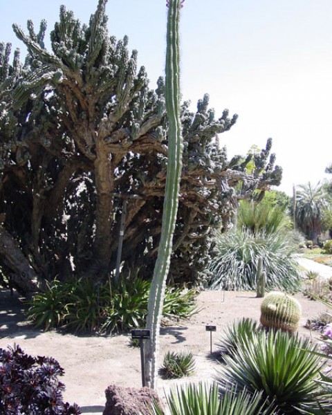 Neobuxbaumia Euphorbioides