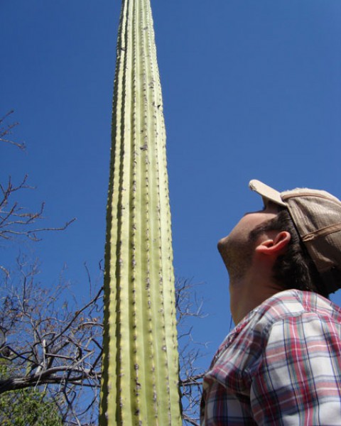 Neobuxbaumia Mezcalaensis