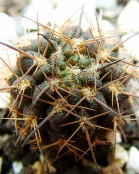 Neowerdermannia Chilensis