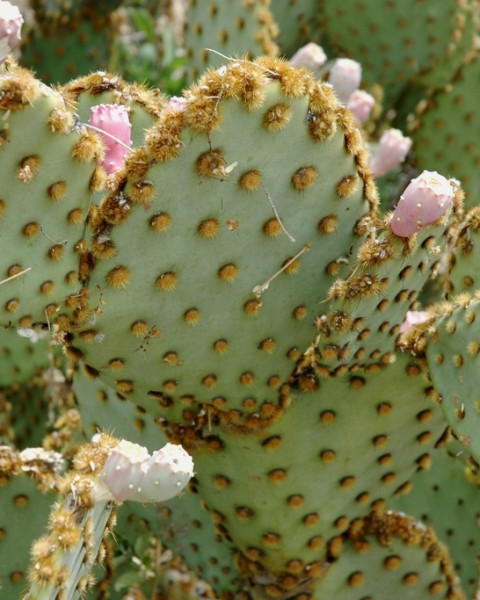 Opuntia aciculata