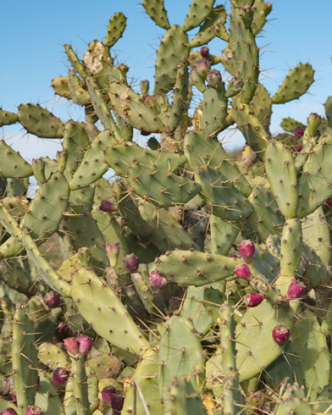 Opuntia ammophila
