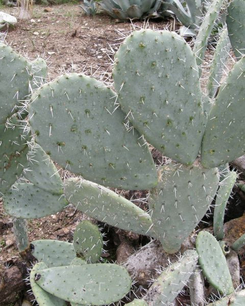 Opuntia arcei