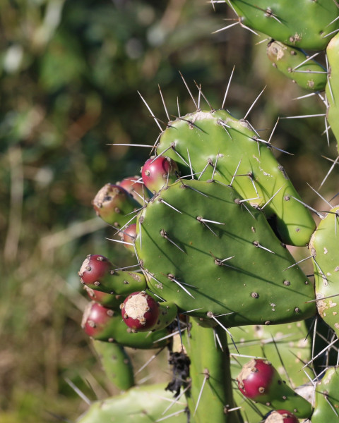 Opuntia arechavaletae