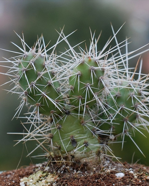 Opuntia armata
