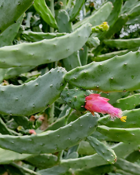 Opuntia auberi