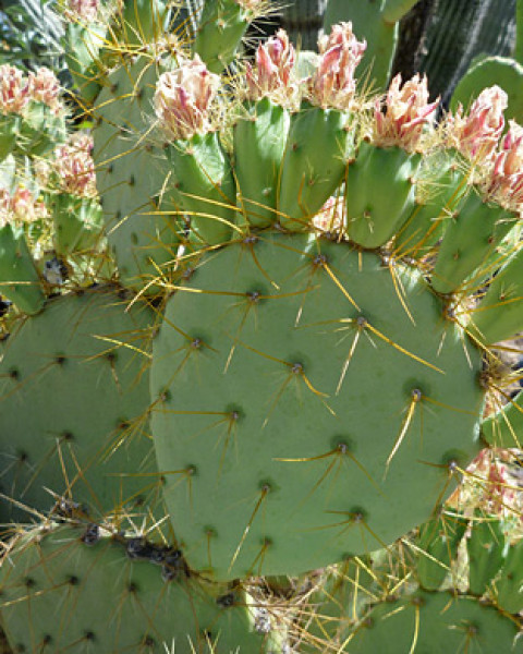 Opuntia aureispina