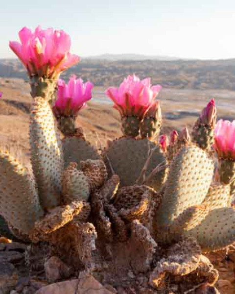 Opuntia basilaris