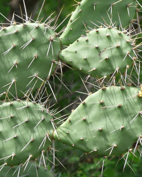 Opuntia caracassana