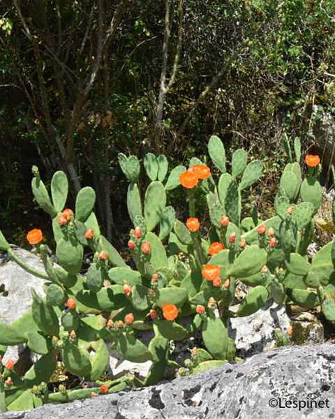 Opuntia cardiosperma