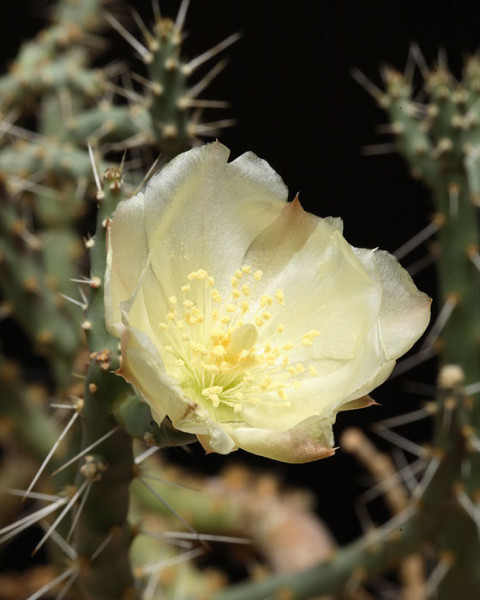 Opuntia chaffeyi