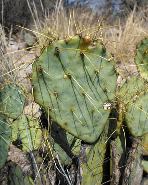 Opuntia chisosensis