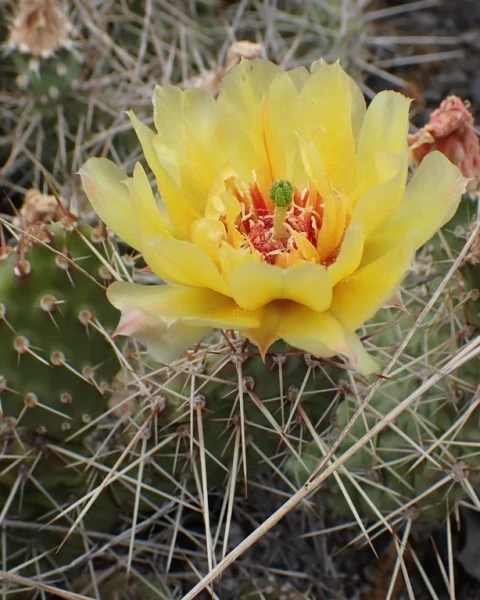 Opuntia columbiana