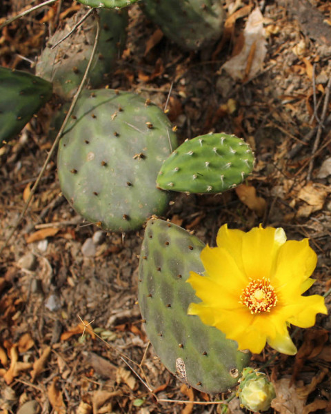 Opuntia decumbens