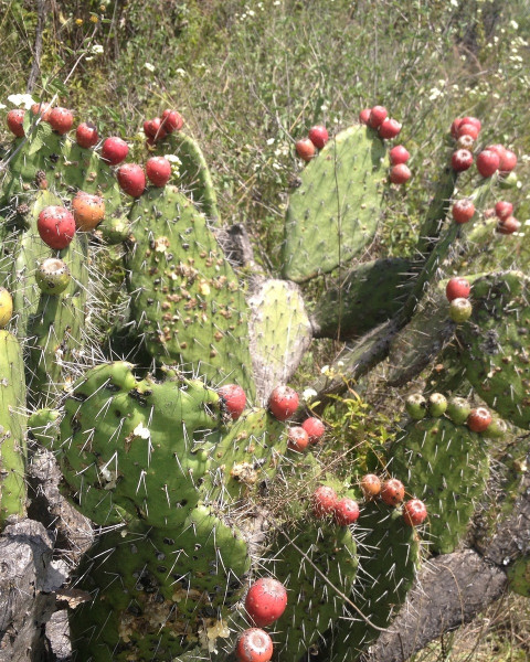 Opuntia depressa